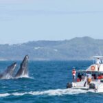1 la romana whale watching cruise cayo levantado day trip La Romana: Whale-Watching Cruise & Cayo Levantado Day Trip
