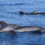 1 lagos dolphin watching benagil cave tour w marine guide Lagos: Dolphin Watching & Benagil Cave Tour W/ Marine Guide