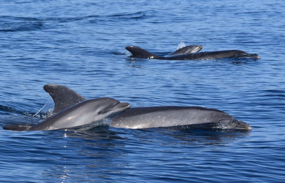 1 lagos dolphin watching benagil cave tour w marine guide Lagos: Dolphin Watching & Benagil Cave Tour W/ Marine Guide