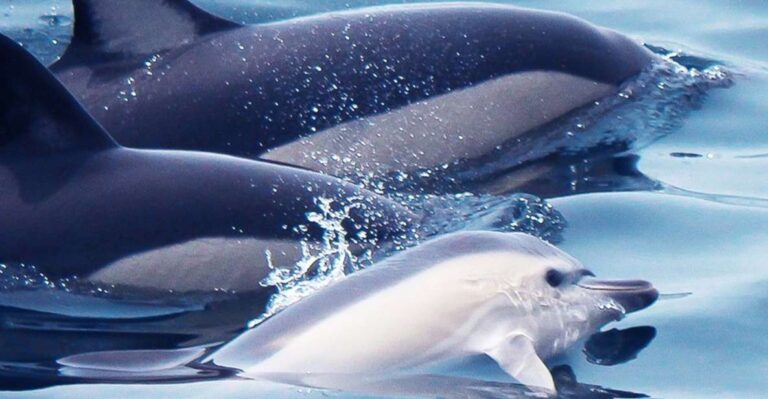 Lagos: Dolphin Watching With Professional Marine Biologists