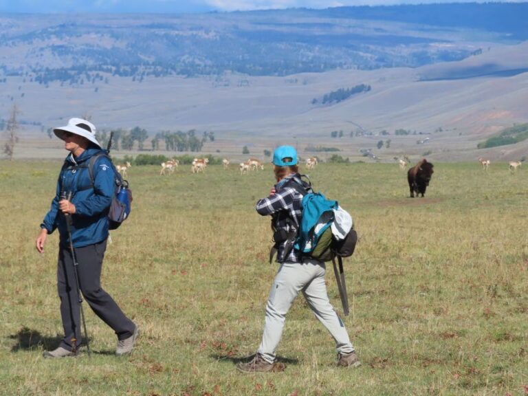 Lamar Valley: Safari Hiking Tour With Lunch