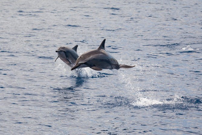 Lanai Snorkel and Dolphin Watch From Maalaea