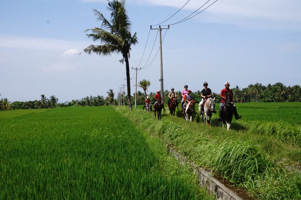 1 langudu horse riding on the beach and in the rice fields Langudu: Horse Riding on the Beach and in the Rice Fields