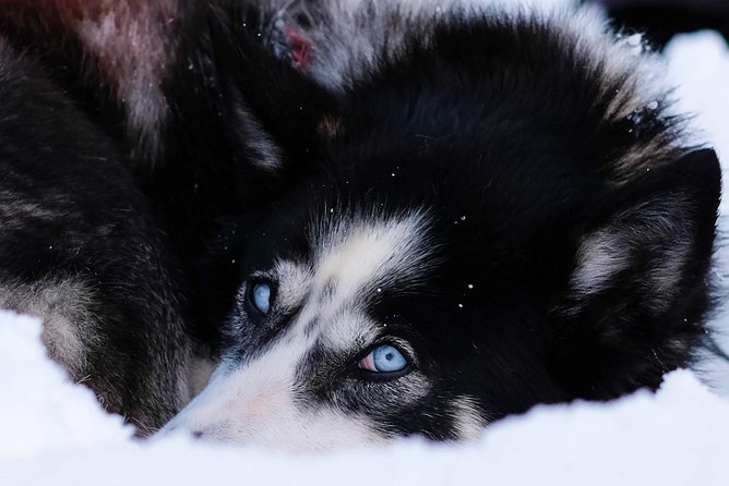 1 lapland husky sled safari from tromso Lapland Husky Sled Safari From Tromso