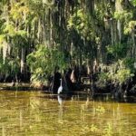 1 large airboat swamp tour with transportation from new orleans Large Airboat Swamp Tour With Transportation From New Orleans