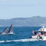 1 las terrenas private whale watching half day Las Terrenas: Private Whale Watching Half Day
