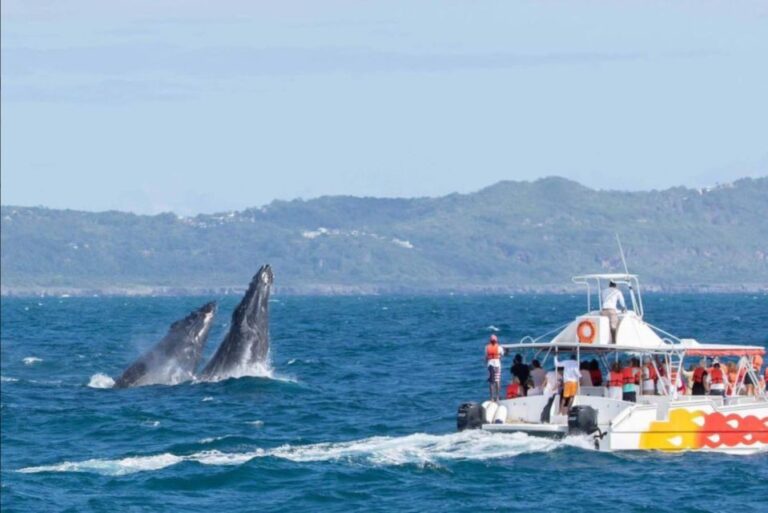Las Terrenas: Private Whale Watching Half Day