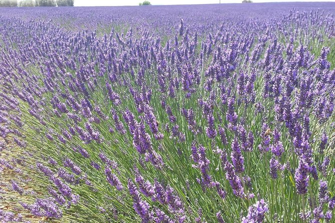 1 lavender beauty small group half day tour from avignon Lavender Beauty Small Group Half Day Tour From Avignon