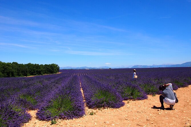 1 lavender fields tour in valensole from marseille Lavender Fields Tour in Valensole From Marseille