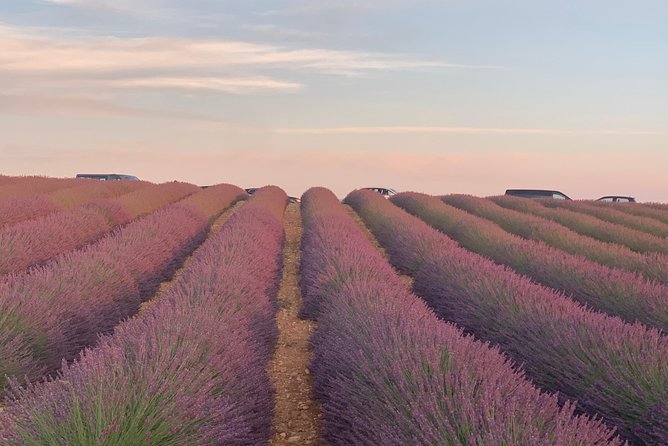Lavender Fields Visit With Private Transportation  – Marseille