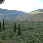 1 liapades private guided beaches and olive grove hike mar Liapades Private Guided Beaches and Olive Grove Hike (Mar )