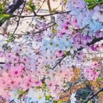 1 licensed guide tokyo meguro cherry blossom walking tour Licensed Guide Tokyo Meguro Cherry Blossom Walking Tour