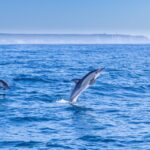 1 lisbon dolphin watching boat tour Lisbon: Dolphin Watching Boat Tour