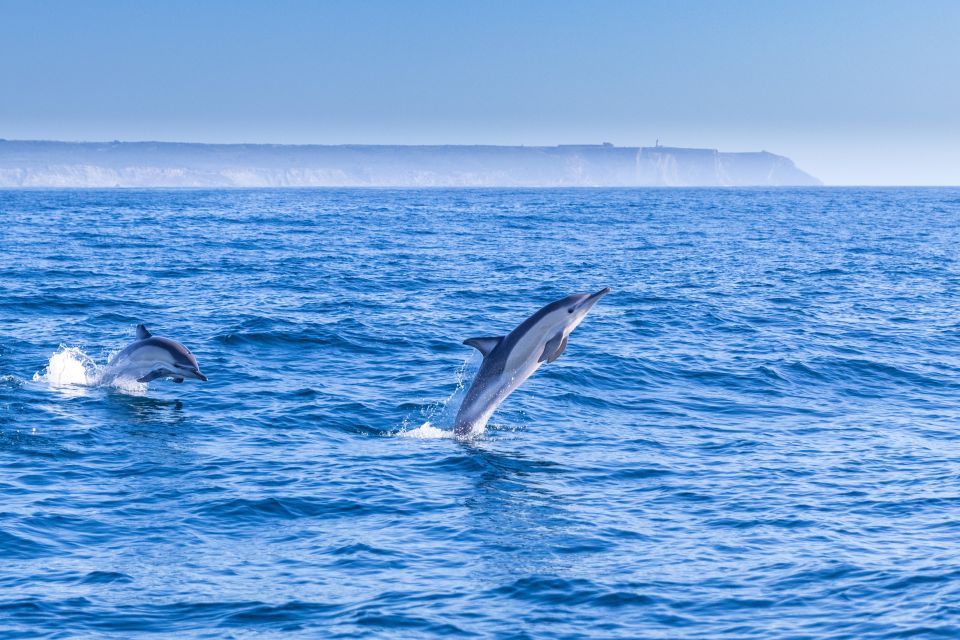 1 lisbon dolphin watching boat tour Lisbon: Dolphin Watching Boat Tour