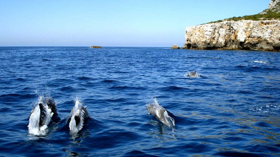 1 lisbon dolphin watching in arrabida natural park Lisbon: Dolphin Watching in Arrábida Natural Park