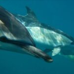 1 lisbon dolphin watching with marine biologist Lisbon: Dolphin Watching With Marine Biologist