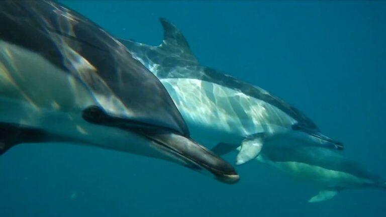 Lisbon: Dolphin Watching With Marine Biologist