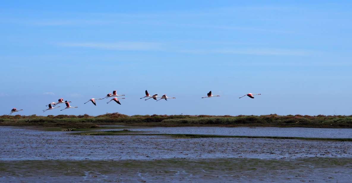 1 lisbon tagus estuary nature reserve birdwatching boat tour Lisbon: Tagus Estuary Nature Reserve Birdwatching Boat Tour