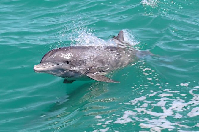 Little Toot Dolphin Adventure at Clearwater Beach - Inclusions and Logistics