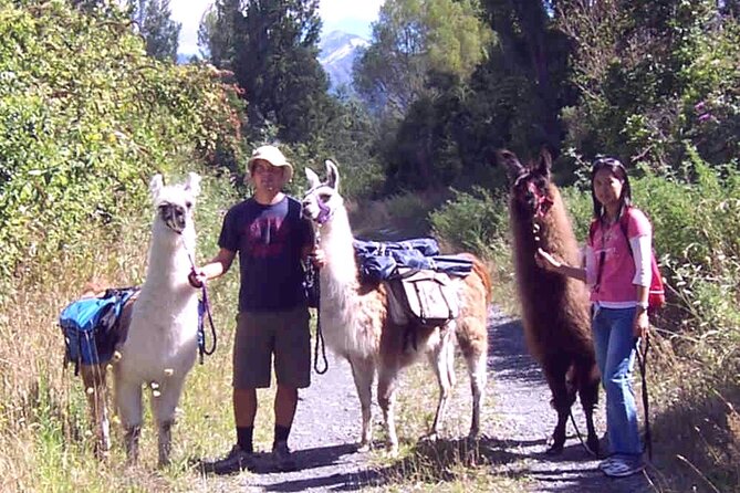 Llama Trek (Taster) – Kowhai River Valley and Native Woodland Tour