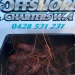 1 lobster fishing tour at geraldton Lobster Fishing Tour at Geraldton