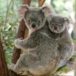 1 lone pine koala sanctuary admission with brisbane river cruise Lone Pine Koala Sanctuary Admission With Brisbane River Cruise