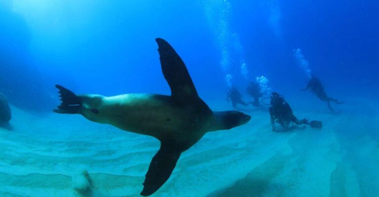 Los Cabos 3-Hour Certified Scuba Diving Tour