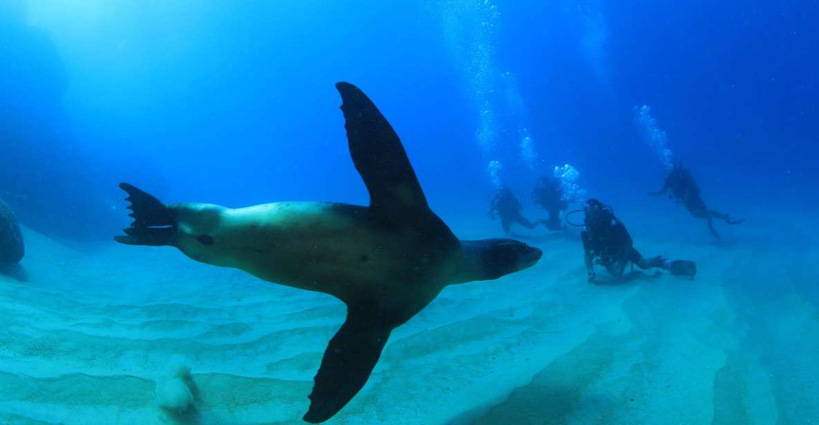 1 los cabos 3 hour certified scuba diving tour Los Cabos 3-Hour Certified Scuba Diving Tour