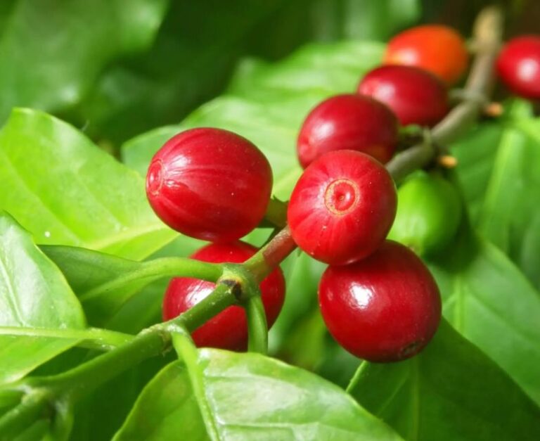Los Haitises: Cacao & Coffee Rainforest Hike/Boat Tour