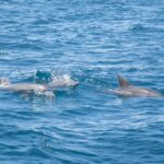 1 lovina dolphins 2 day tour of northern bali with spa Lovina Dolphins: 2-Day Tour of Northern Bali With Spa