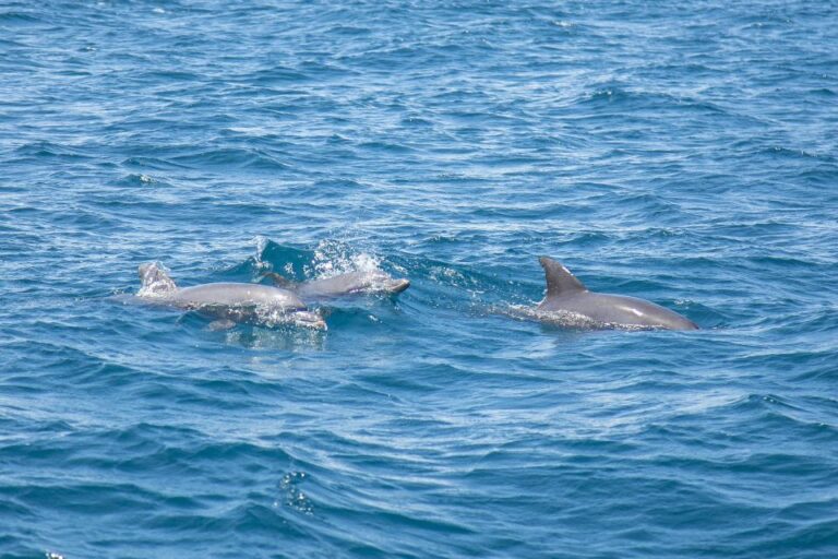 Lovina Dolphins: 2-Day Tour of Northern Bali With Spa