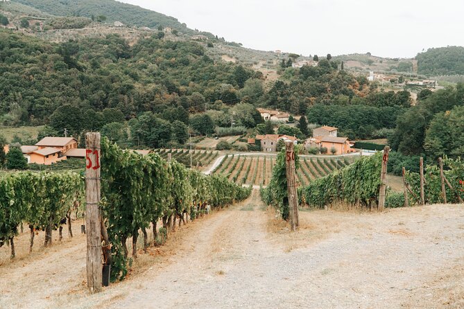 Lucca: Wine Tasting Experience – Tenuta Adamo Winery