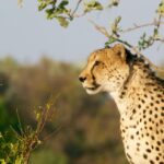 1 luxury kruger national park safari panorama route Luxury Kruger National Park: Safari & Panorama Route