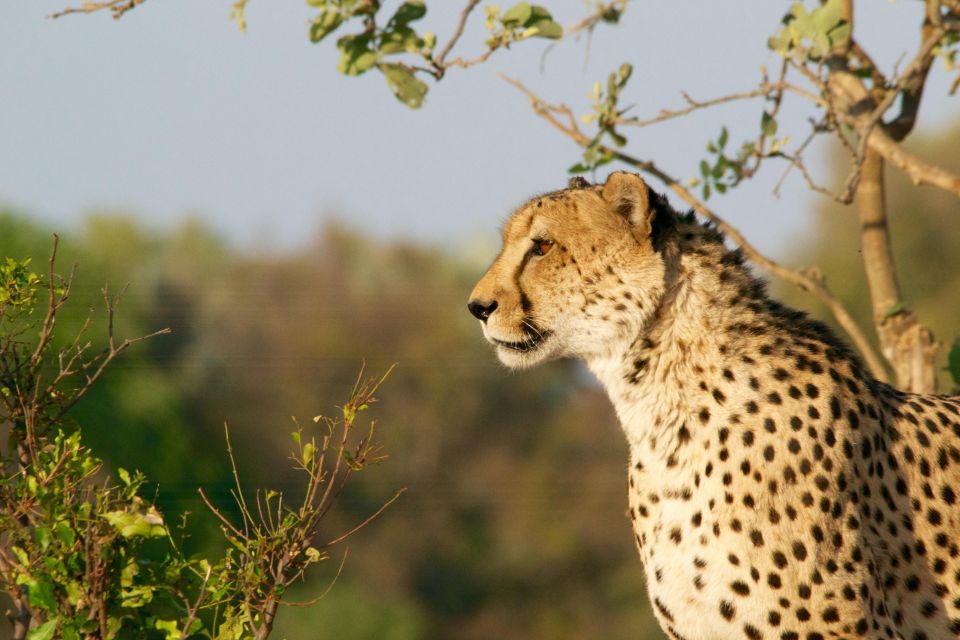 1 luxury kruger national park safari panorama route Luxury Kruger National Park: Safari & Panorama Route