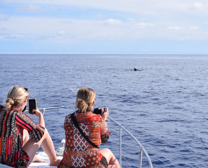 1 madeira 2 5 hour whale and dolphin watching cruise Madeira: 2.5-Hour Whale and Dolphin-Watching Cruise