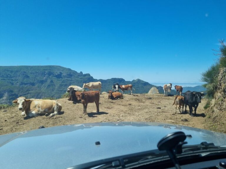 Madeira: Picturesque Peaks and Skywalk Private 4×4 Jeep Tour