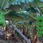 1 madeira private banana farm tour with pickup Madeira: Private Banana Farm Tour With Pickup