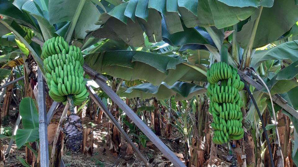 1 madeira private banana farm tour with pickup Madeira: Private Banana Farm Tour With Pickup