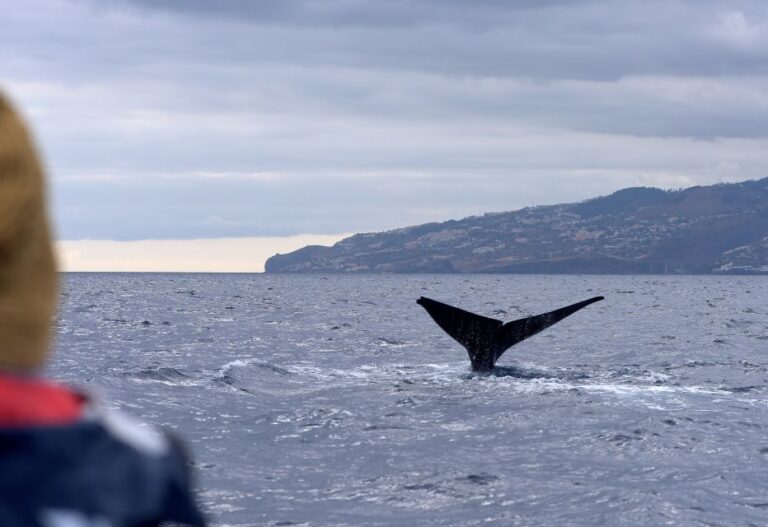 Madeira: Whale and Dolphin Watching Boat Tour From Machico