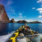 1 madeira whale and dolphin watching tour Madeira: Whale and Dolphin Watching Tour