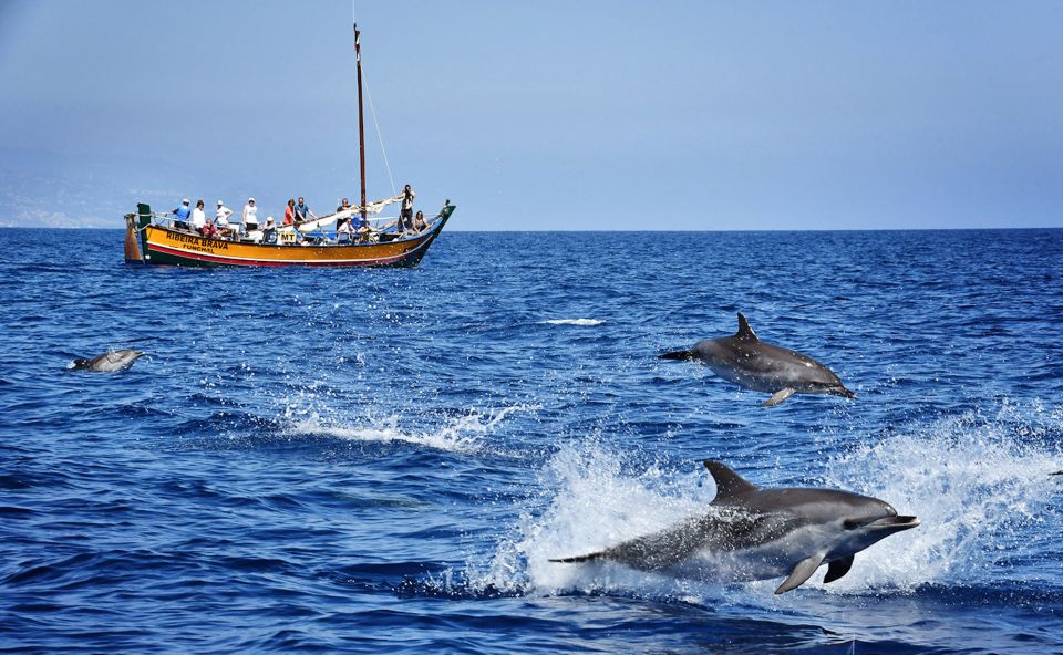 1 madeira whale watching excursion in a traditional vessel Madeira: Whale Watching Excursion in a Traditional Vessel