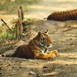 1 madhya pradesh kanha national park guided safari tour Madhya Pradesh: Kanha National Park Guided Safari Tour