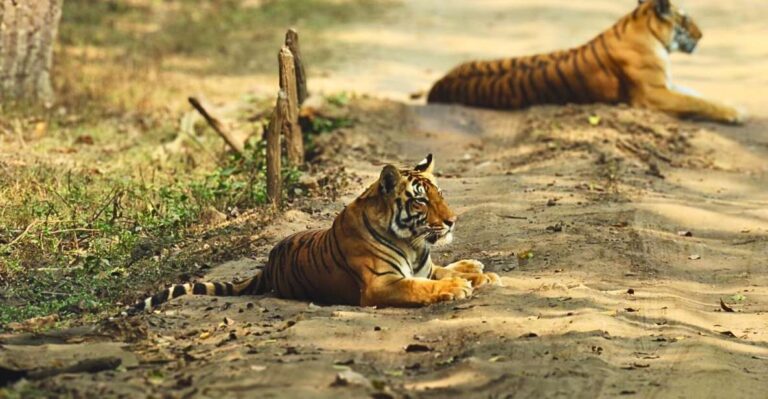 Madhya Pradesh: Kanha National Park Guided Safari Tour