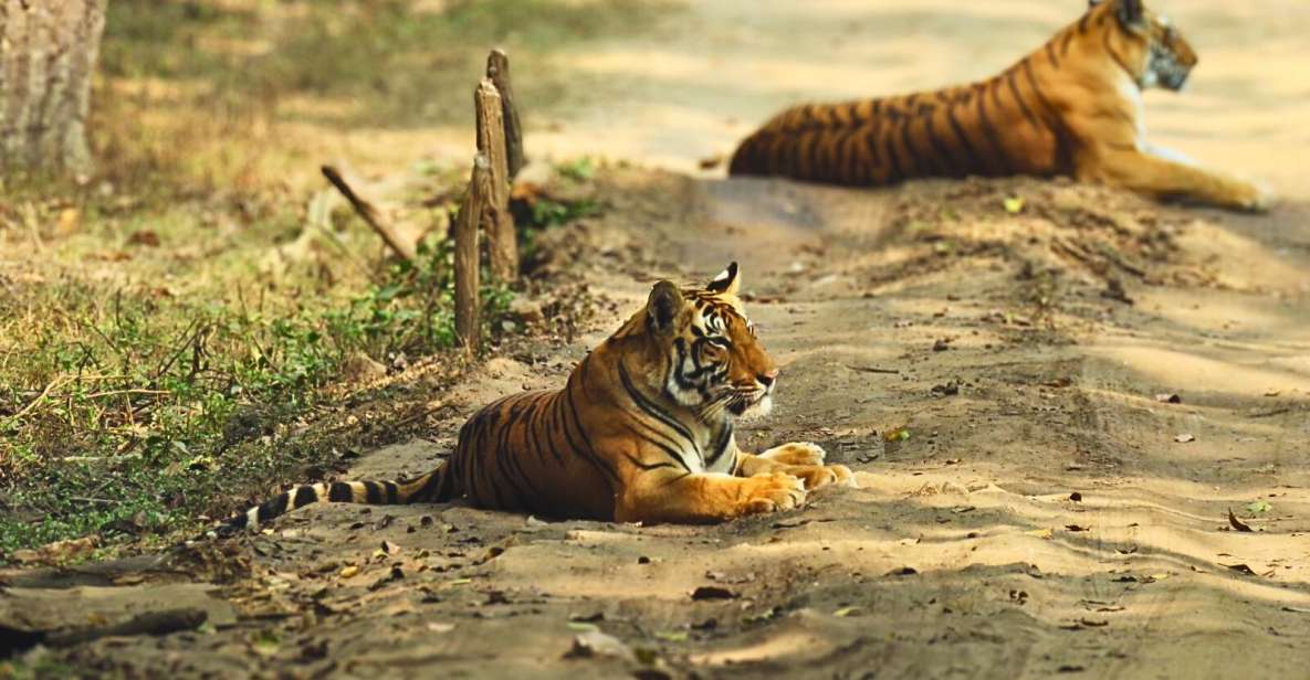 1 madhya pradesh kanha national park guided safari tour Madhya Pradesh: Kanha National Park Guided Safari Tour