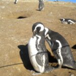1 magdalena island penguin tour by boat from punta arenas Magdalena Island Penguin Tour by Boat From Punta Arenas