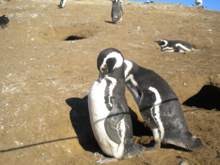 Magdalena Island Penguin Tour by Boat From Punta Arenas