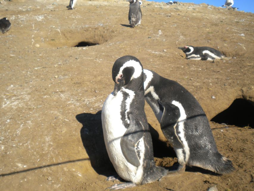 Magdalena Island Penguin Tour by Boat From Punta Arenas - Tour Details