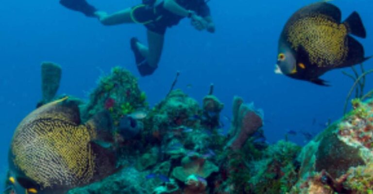 Mahahual: Marine Ecology Diving Experience