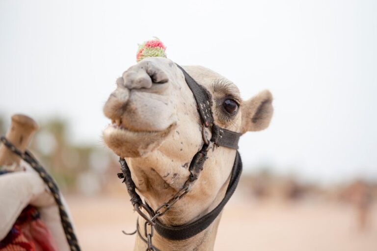 Makadi: Private ATV Quad Ride, Bedouin Village & Camel Ride