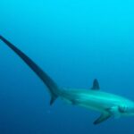 1 malapascua advance divers shark dive optional transfer Malapascua: Advance Divers Shark Dive & Optional Transfer